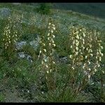 Pedicularis contorta Hábito