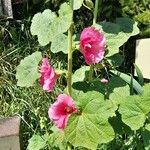 Alcea setosaFlower