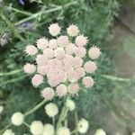 Seseli gummiferum 花