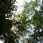 Lannea welwitschii Habitus