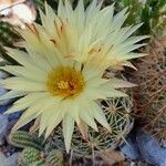 Coryphantha corniferaफूल