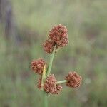 Scirpoides holoschoenus Fruit