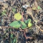 Rubus odoratus Leaf