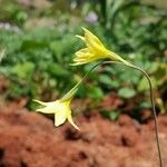 Gladiolus bojeri Flower