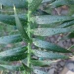 Araucaria bidwillii Blad