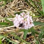 Achillea × roseoalba 花