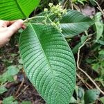 Psychotria micrantha Leaf