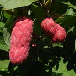 Magnolia cylindrica Fruit