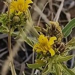 Geigeria ornativa Ŝelo