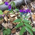 Lathyrus vernus Blomma