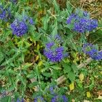 Caryopteris x clandonensis Flower