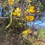 Cassia abbreviata Flor