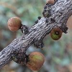 Diospyros batocana Fruit