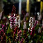 Polygonum cognatum Flower