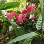 Centropogon solanifolius 花