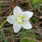 Parnassia palustrisKvět