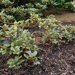 Rhododendron coelicum Yeri