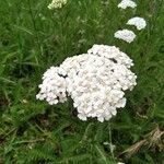 Achillea millefolium 葉