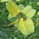 Reynoutria japonica برگ