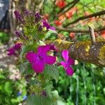 Lunaria redivivaফুল