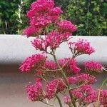 Centranthus ruberFlower