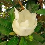 Magnolia grandiflora Kwiat
