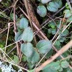 Linnaea borealis Hostoa