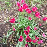 Tulipa clusiana Blüte