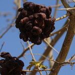 Dichrostachys cinerea Fruit