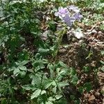 Cardamine bulbifera ফুল