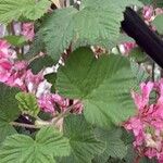 Ribes sanguineum Fulla