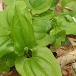 Maianthemum bifolium Leaf