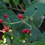 Psychotria carthagenensis Froito