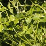 Stellaria ovata Агульны выгляд