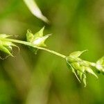 Carex divulsa Flower