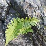 Polypodium vulgare Лист