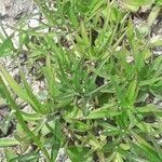Campanula bertolae 葉