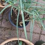 Bulbine frutescens (L.) Willd.Blad