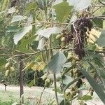 Alnus incana Fulla