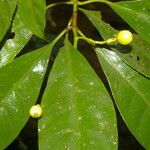 Chrysochlamys glauca Fruto