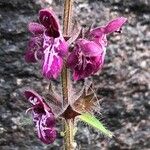 Stachys sylvatica Цветок
