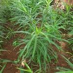 Thevetia neriifolia Hoja
