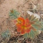 Euphorbia macroclada Other