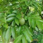 Andira inermis Yaprak