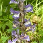 Orobanche nana Habit