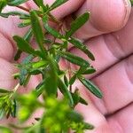 Hypericum densiflorum Blad