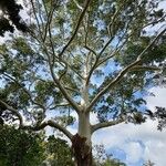Eucalyptus tereticornis Kůra