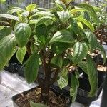 Impatiens auricoma Vekstform