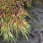 Oxychloe andina Leaf