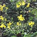 Verbesina alternifolia Kwiat